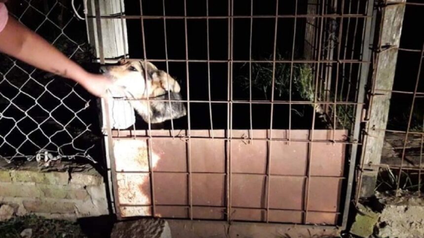 Maltrato animal: piden la liberación de perros «presos»