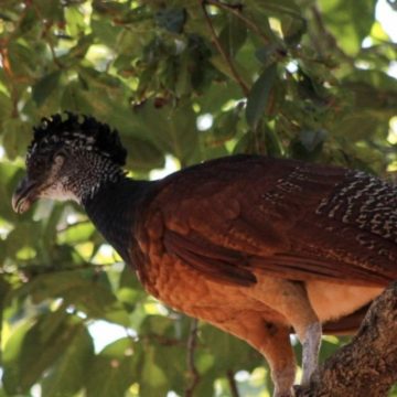 Cuarentena: animales copan calles de Cancún y Riviera Maya