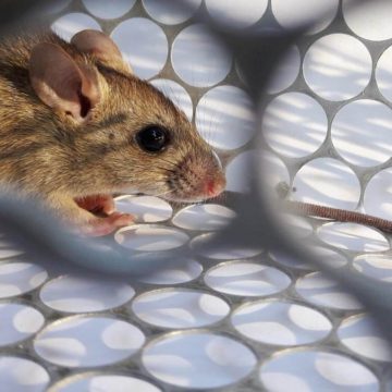 Hantavirus: hay dos muertos y 13 casos confirmados en la provincia de Buenos Aires