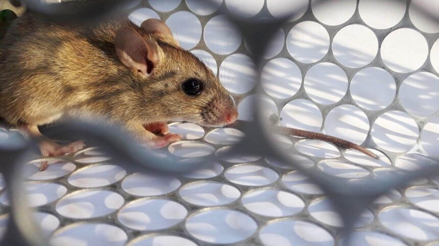 ratita_shutterstock Hantavirus: hay dos muertos y 13 casos confirmados en la provincia de Buenos Aires