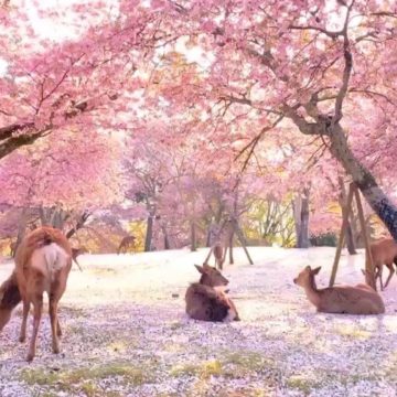 Coronavirus en Japón: decenas de ciervos descansan bajo los cerezos en flor