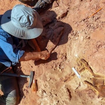 Encontraron nuevos fósiles de un dinosaurio depredador que nadó en los ríos de África