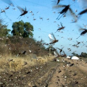 Alertan por la llegada de una inmensa manga de langostas en el norte de Santa Fe
