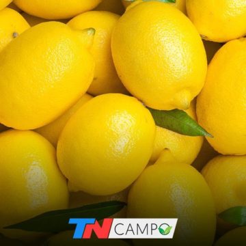 La Argentina exportará limones a China por primera vez en la historia