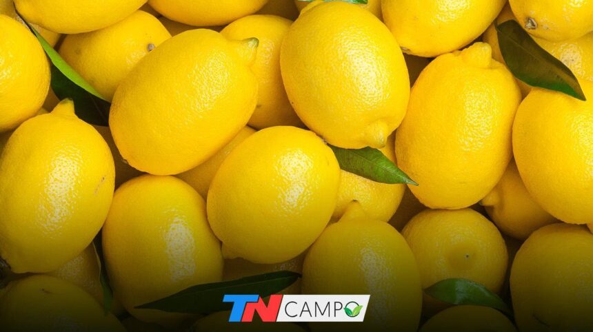 limonesportada La Argentina exportará limones a China por primera vez en la historia