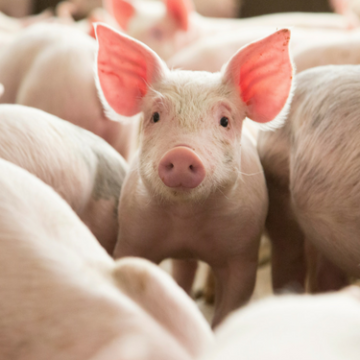 Qué se sabe de la nueva cepa de gripe porcina con «potencial pandémico»