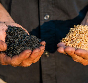 Fábrica de carbón ecológico con desechos orgánicos de arroz