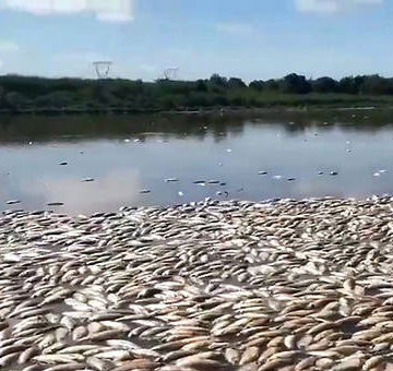 Encontraron agrotóxicos en los peces muertos del río Salado