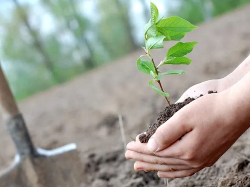 El 24M plantamos memoria: algunos consejos para tener en cuenta