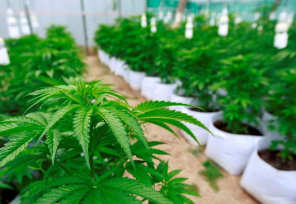 ¿Se viene la industria nacional de cannabis medicinal?