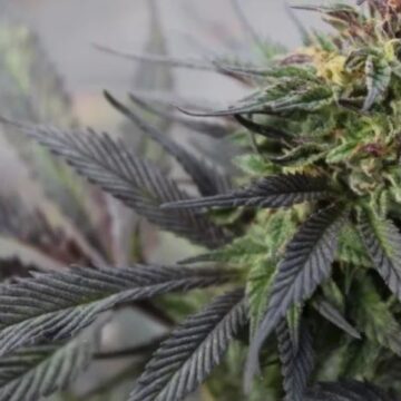 Científicos descubren el origen y la evolución de la marihuana
