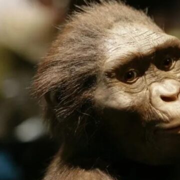 ¿Por qué hoy celebramos el Día del Orgullo Primate?