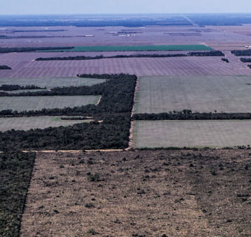Alertan que más del 80% de la deforestación en el norte argentino durante 2021 fue ilegal