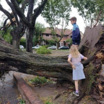 Ciudad paralizada tras el temporal: “Los árboles que más resistieron son aquellos que no fueron podados”