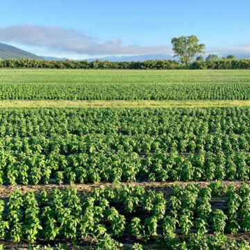 Un ítalo-argentino premiado en Italia por la producción de albahaca sin agrotóxicos