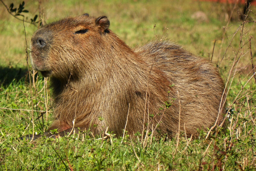 La idea de trasladar los carpinchos a una isla: un delirio de autoridades ambientales sin formación ni experiencia