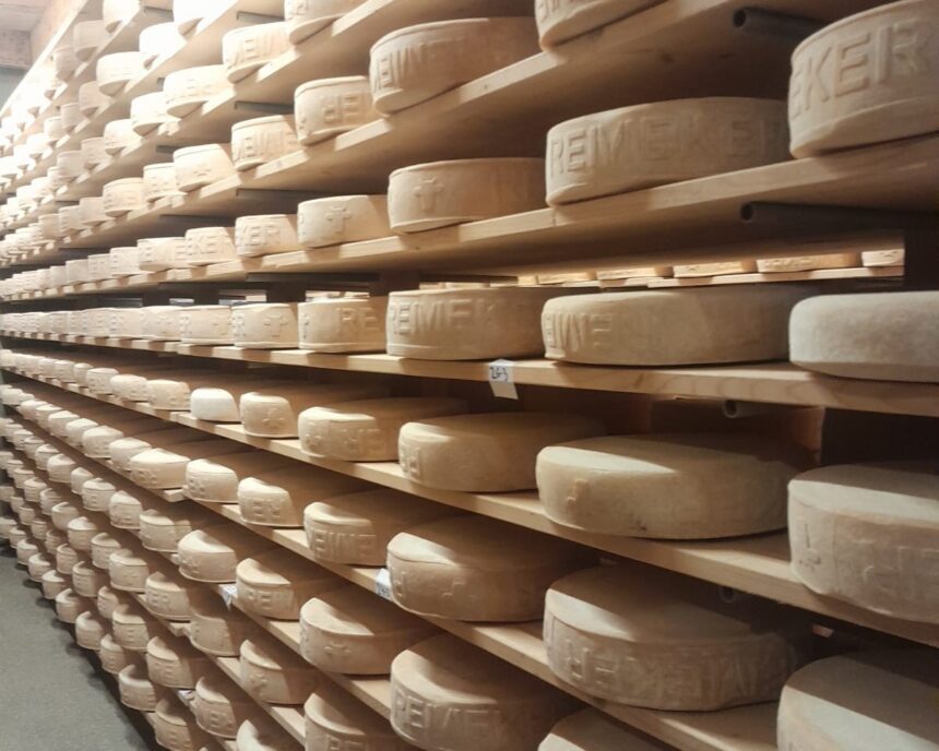 Agricultura regenerativa: Vacas Felices y Quesos Premium en una granja neerlandesa