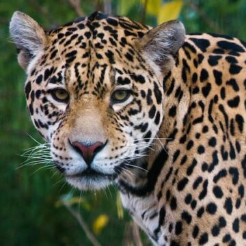 La justicia avanza en la protección del yaguareté al procesar a un cazador ilegal en Formosa