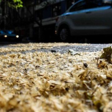 Plátanos en CABA: ¿Cuándo cesarán las pelusas amarillas que causan alergias?