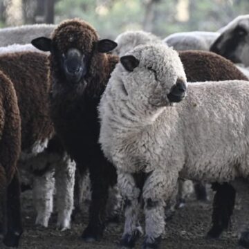 imagen-268 La carne ovina argentina se expande en Europa y regresa al mercado chileno