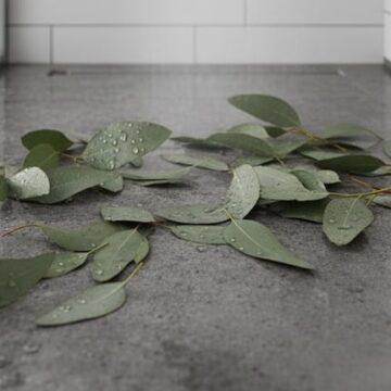 Beneficios de usar hojas de eucalipto en la ducha