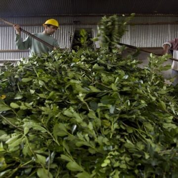 Cambios en la regulación del precio de la yerba mate