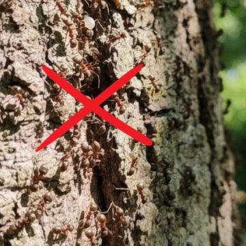 Cómo proteger tus plantas de hormigas este verano