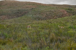 imagen-347 Un paraíso natural en La Pampa: Parque Nacional Lihué Calel