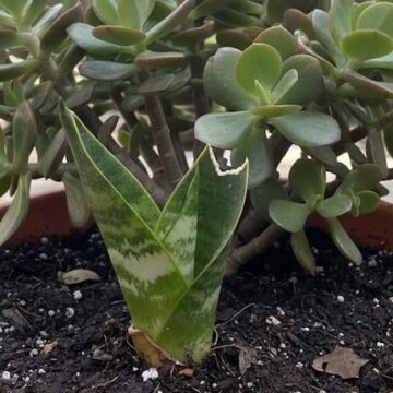 Beneficios de enterrar hojas de lengua de suegra en otras plantas