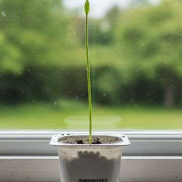 imagen-68 La planta que trae abundancia a tu hogar y se cultiva en un yogur