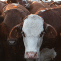 Polémica por propuesta de impuesto a las emisiones de metano de ganado bovino