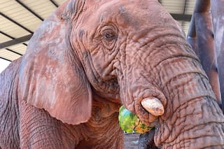 imagen-227 Fallece Kenya en un santuario de elefantes en Brasil