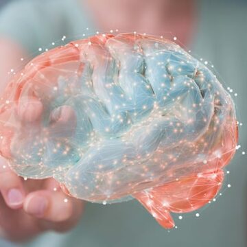 imagen-24 Las Transformaciones del Cerebro Humano a lo Largo de la Vida
