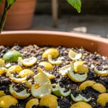 Beneficios de colocar cáscaras de limón en la base del limonero
