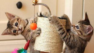 Alerta máxima en Argentina por un virus mortal que afecta a los felinos