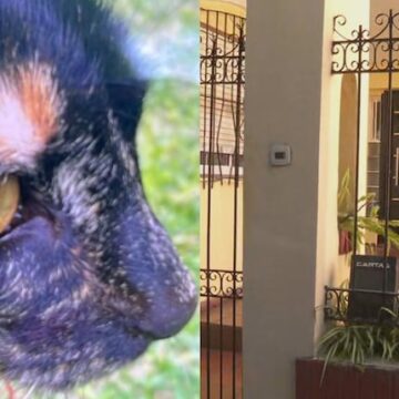 Desesperada búsqueda de la gata de un jubilado asesinado durante un robo en Saavedra