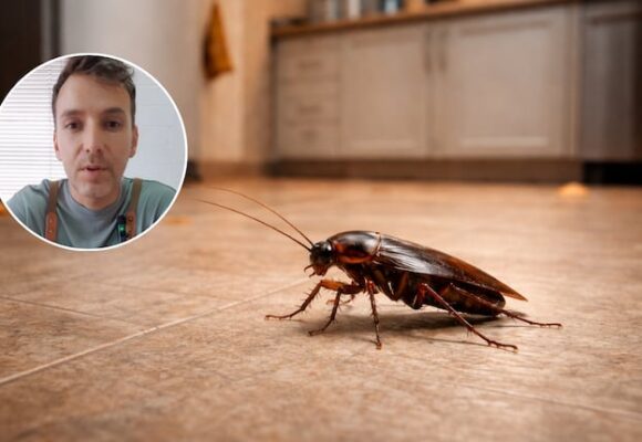 Diego Fernández, ingeniero químico, sugiere el ácido bórico para combatir cucarachas