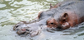 Fallece Hipólito, el icónico hipopótamo del Bioparque de La Plata