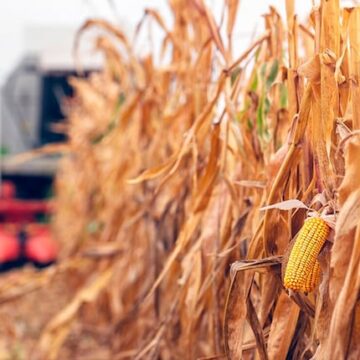 imagen-113 Rindes de maíz en la región agrícola con un 10% de cosecha completada