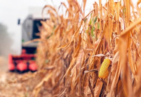 Rindes de maíz en la región agrícola con un 10% de cosecha completada