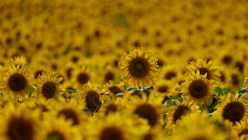 Argentina Recupera Posición en el Mercado Global de Aceite de Girasol