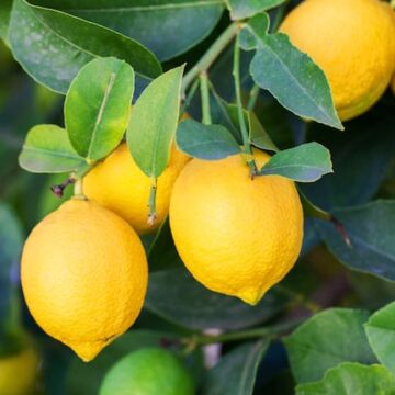 Crisis en la producción de limones en España tras un auge desmedido