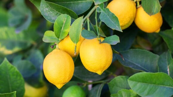 Crisis en la producción de limones en España tras un auge desmedido