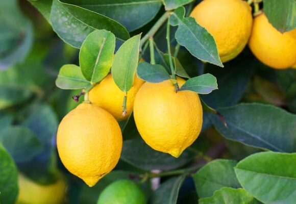Crisis en la producción de limones en España tras un auge desmedido