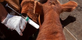 El Gobierno facilita la elección de veterinarios en la campaña de vacunación contra la fiebre aftosa