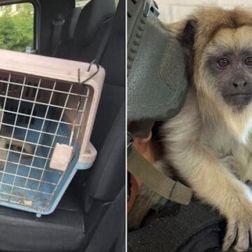 Rescate de un mono Carayá en La Matanza