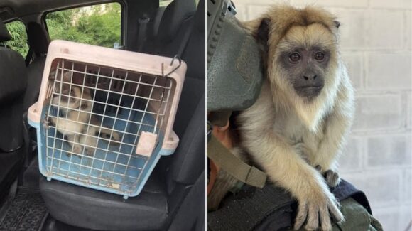 imagen-382 Rescate de un mono Carayá en La Matanza