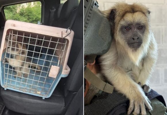 imagen-382 Rescate de un mono Carayá en La Matanza