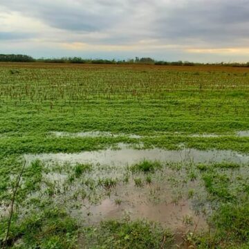 Desafíos en la cosecha debido a lluvias irregulares en la región núcleo