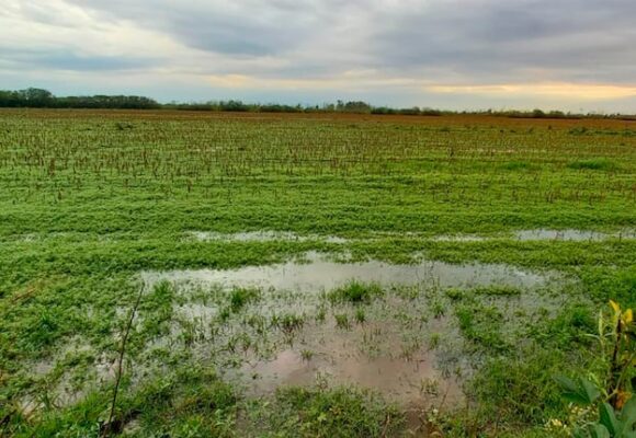 imagen-471 Desafíos en la cosecha debido a lluvias irregulares en la región núcleo